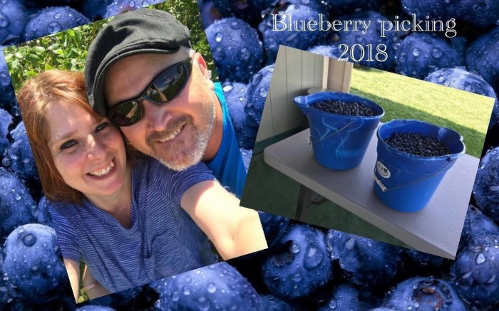 My husband and I pick blueberries every summer for our fur babies and freeze them . Great healthy snack!