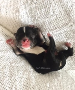 Myles as a baby. Picture taken by his breeder Izzy’s Chihuahuas 2017