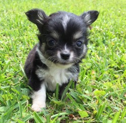 Myles as a puppy taken at his Breeders house, 2017