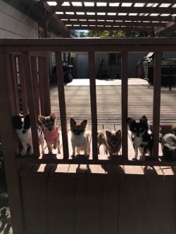 Group photo 🐶 starting on the left,Chloe,Mia who is no longer in our breeding program due to her size not meeting bred standards,Beck,Luv,Myles and You can barley see Joy .