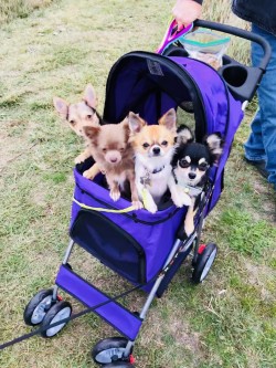 Mia,Luv,Beck and Myles enjoying some time at the nature trails.2017