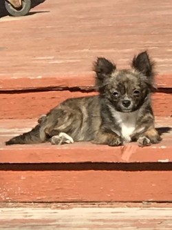 Joy sunbathing 😊 2018