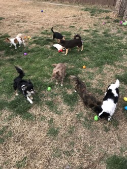 Easter egg hunt for the chi’s . I put little jerky pieces inside the eggs. Easter 2018