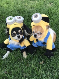 Myles and Beck my little minions 😜 Halloween 2018