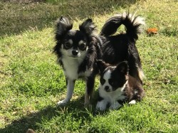 Myles with little Bailey who he sired ,2018