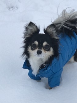 Myles enjoying the snow 2019