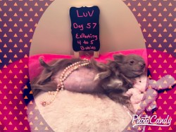 Luv’s pregnancy 2018 with Mazie and Simon