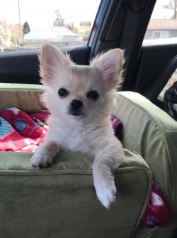 Mazie loves her car rides ! 2019