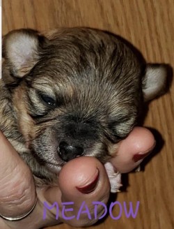 Indie as a baby at her Breeders , CountryCharms Chihuahuas , in Indiana. Indies Breeder had named her meadow. 2019