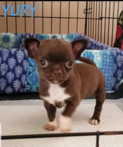 Yury my Little man at his Breeders ,CountryCharms chihuahuas,2019