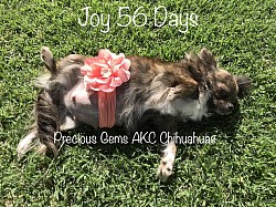 Joy August 2019 with 4 babies, 3 males and 1 female