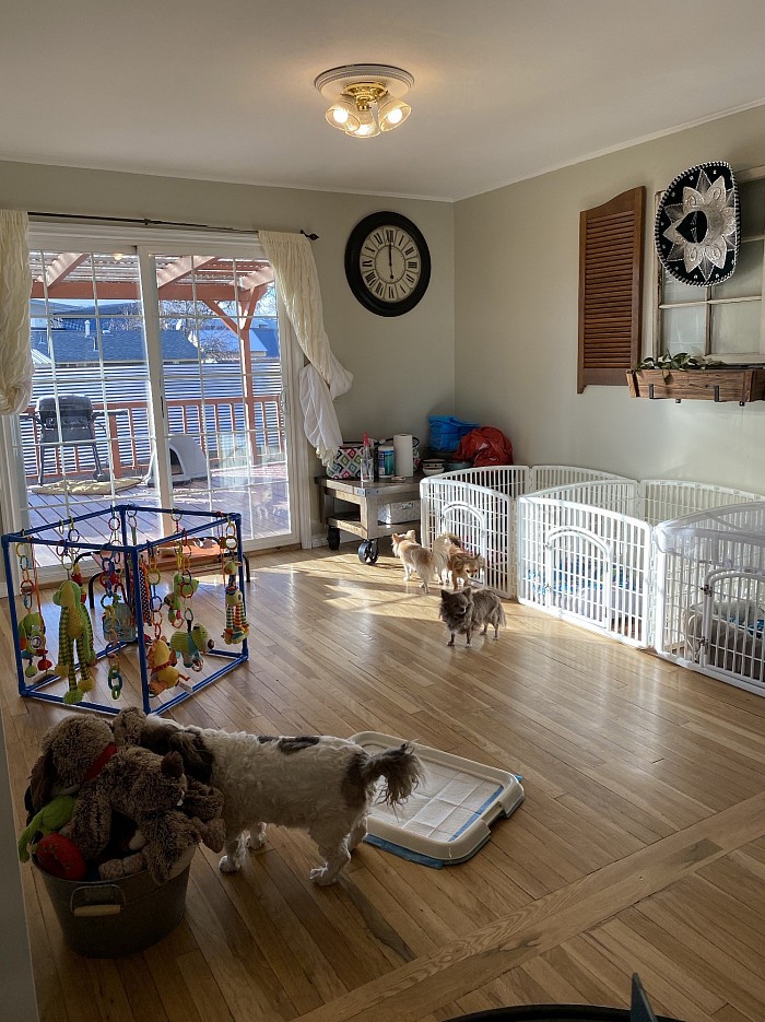 Puppy play room