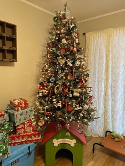 Chihuahua Christmas 2019