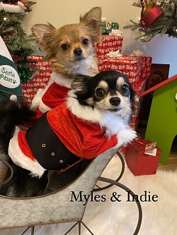 Christmas 2019 myles, Indie