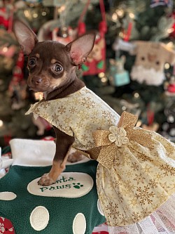 Christmas 2019 Winnie