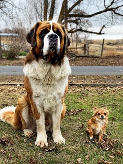 My daughters Saint Bernard and Indie 2019