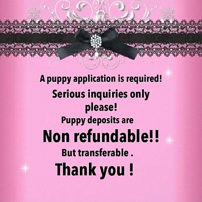 Precious Gems AKC chihuahuas puppy application