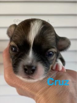 Cruz(Oliver) Renton, Washington