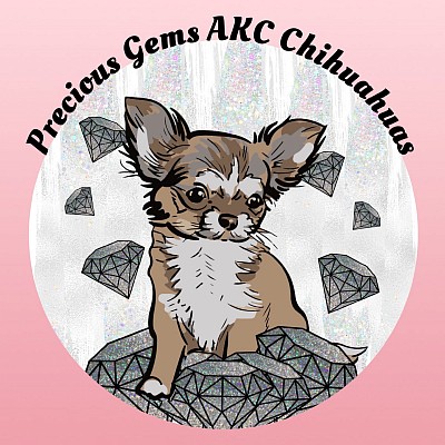 Precious Gems AKC Chihuahuas