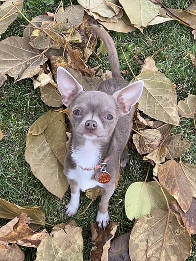 Boo will be retiring sometime in 2026