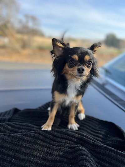 Evie will retire this winter (2026)