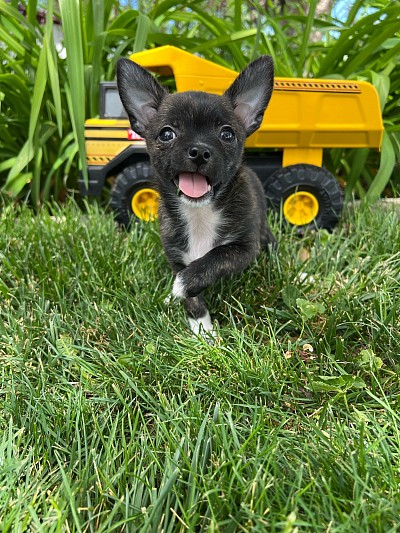 Seven weeks