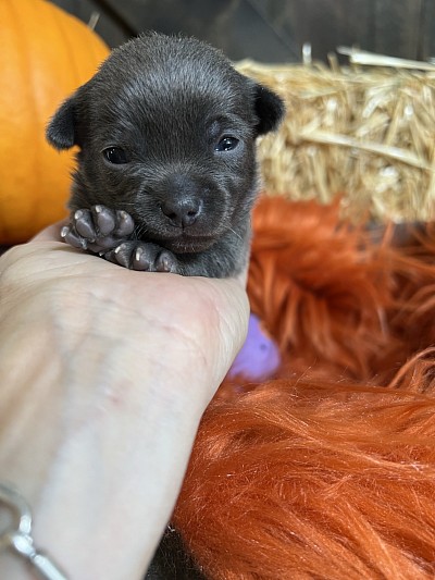 Please ask me for more pictures 😀