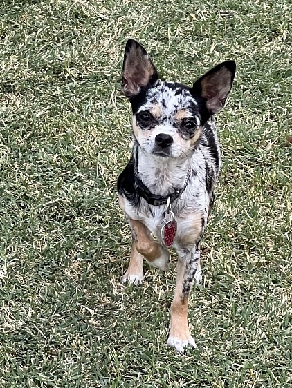Frannie