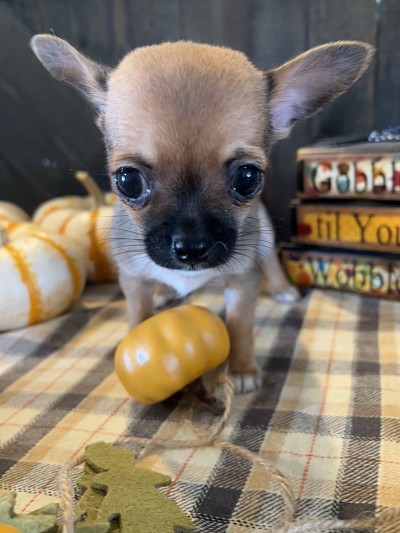 Videos on the boys page