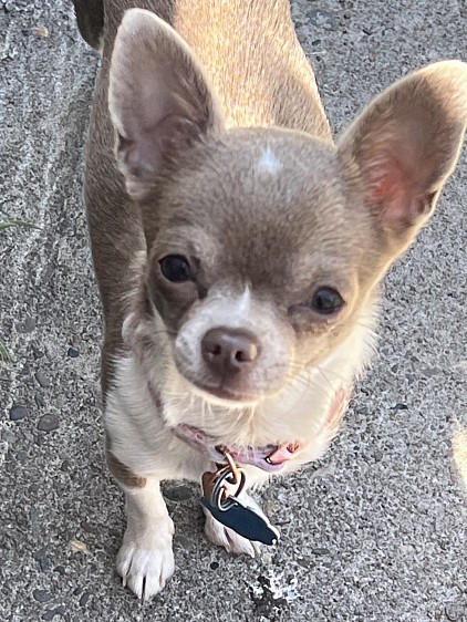 Penny