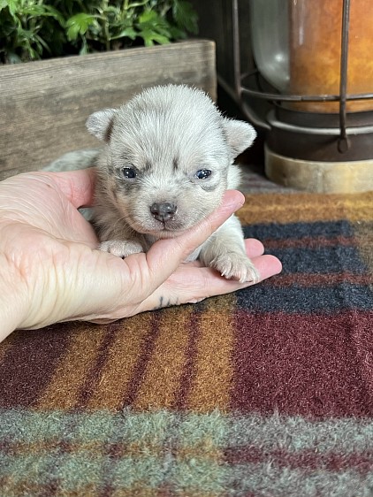 Available male