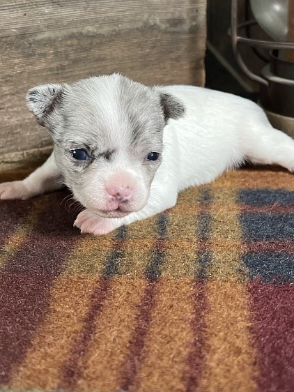Available male