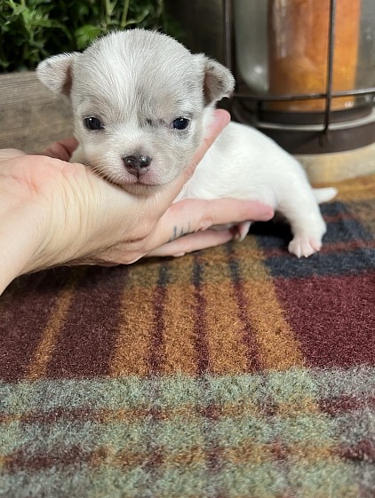 Available male