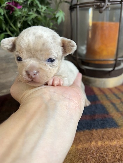 Available male