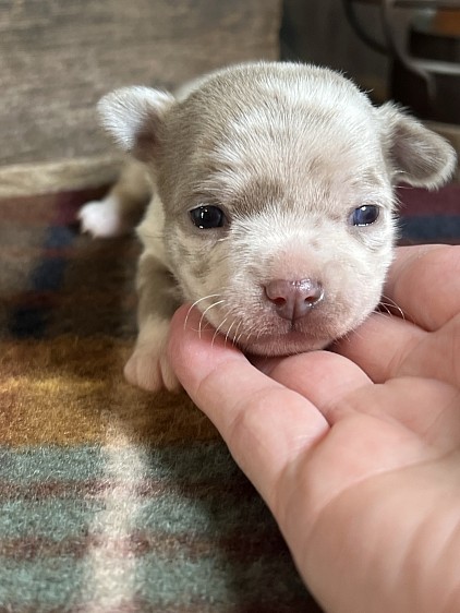 Available male